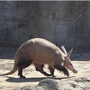 Aardvark - Porcul Furnicar Orycteropus afer