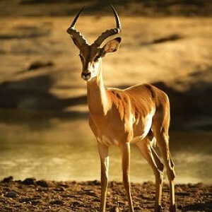 Antilopa Impala Aepyceros Melampus