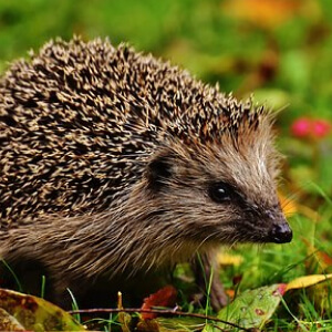 Ariciul Atelerix Albiventris