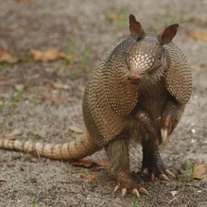 Armadillo - Tatu Dasypodidae