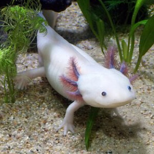 Axolotl Ambystoma Mexicanum