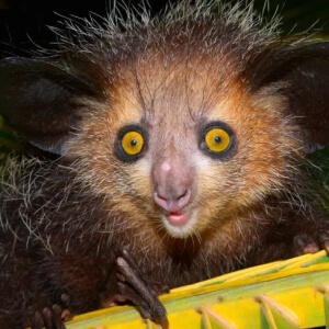 Aye Aye Daubentonia madagascariensis