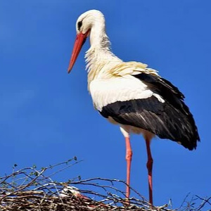 Barza alba Ciconia ciconia