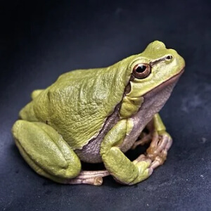 Broasca Rana Temporaria