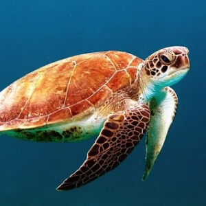 Broasca testoasa Testudines