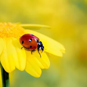 Buburuza - Gargarita Coccinellidae