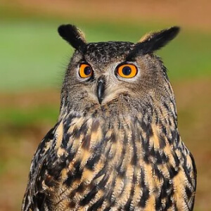 Bufnita Strigiformes