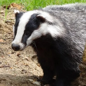 Bursucul Taxidea Taxus