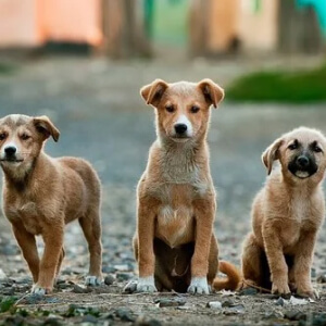 Cainele Canis lupus familiaris