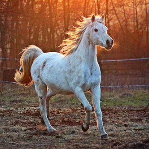 Calul Equus Caballus