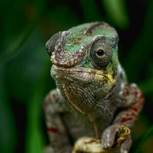 Cameleonul Chamaeleonidae