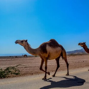 Camila Camelus dromedarius