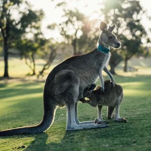 Cangurul Macropodidae