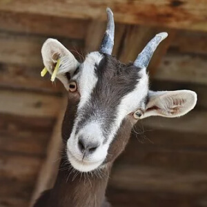 Capra Capra aegagrus hircus