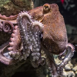 Caracatita Octopus Vulgaris