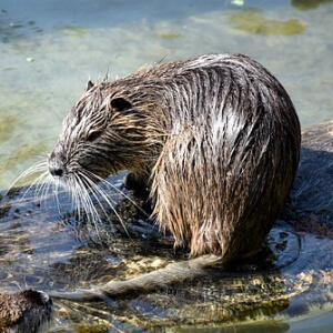 Castorul Castor Canadensis