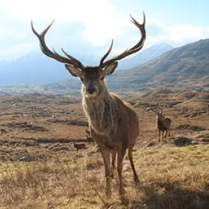 Cerbul Cervus elaphus