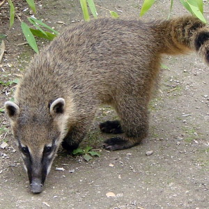 Coati Nasua Nasua