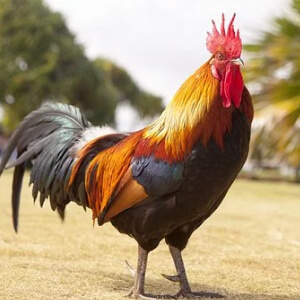 Cocosul Gallus gallus