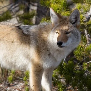 Coiotul Canis latrans