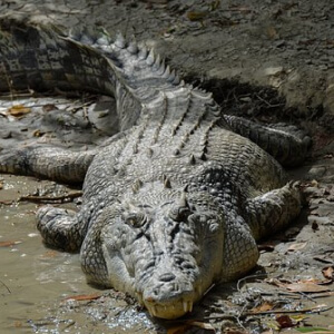 Crocodilul Crocodylus