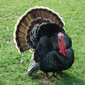 Curcanul Meleagris Gallopavo