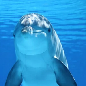 Delfinul Delphinus delphis