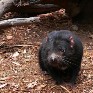 Diavolul Tasmanian Sarcophilus Harrisii