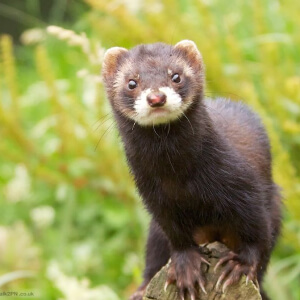 Dihorul Mustela Putorius