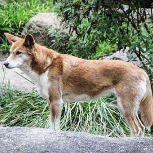 Dingo Canis Lupus Dingo