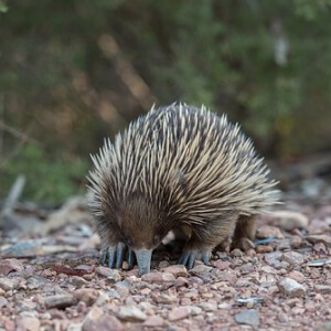 Echidna Tachyglossus Aculeatus