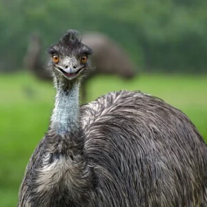 Emu Dromaius Novaehollandiae
