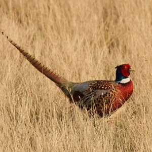 Fazanul Phasianus Colchicus