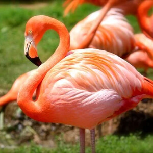 Flamingo Phoenicopterus