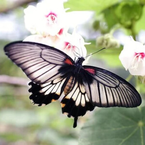 Fluturele Papilionoidea