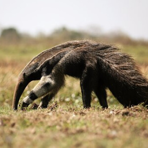 Furnicarul Myrmecophaga Tridactyla