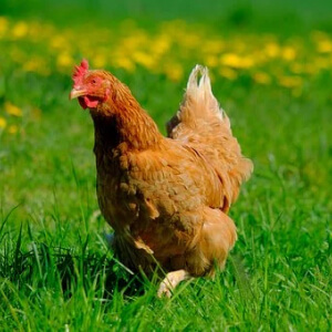 Gaina Gallus gallus domesticus