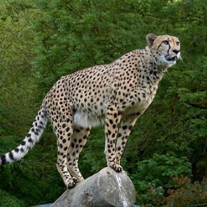 Ghepardul Acinonyx jubatus