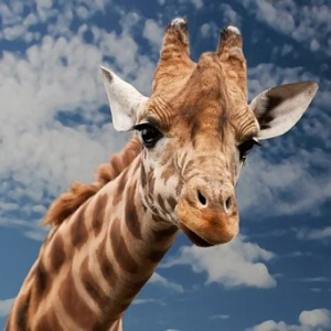 Girafa Giraffa camelopardalis