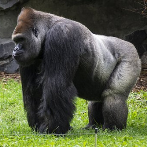Gorila Troglodytes Gorilla