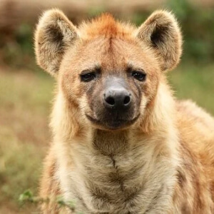 Hiena Crocuta Crocuta