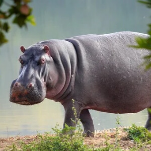 Hipopotamul Hippopotamus amphibius