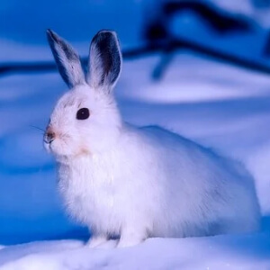 Iepurele Polar Lepus Arcticus