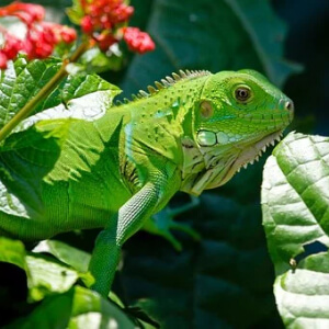 Iguana Iguana Iguana