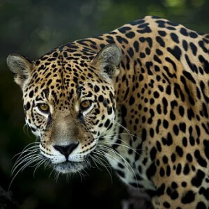 Jaguarul Panthera onca