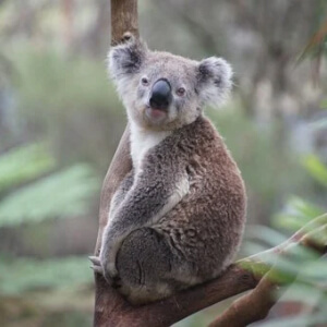 Koala Phascolarctos cinereus