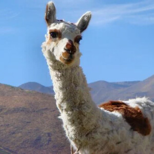 Lama Lama Glama