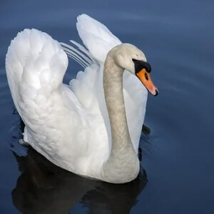 Lebada Cygnus Atratus