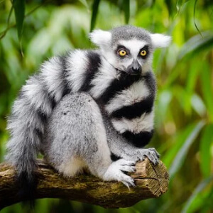 Lemurul Lemur Catta
