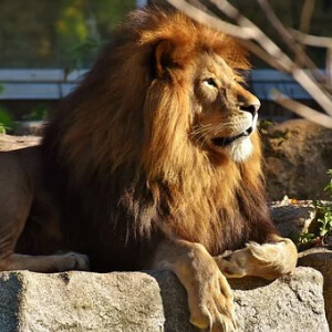 Leul Panthera leo